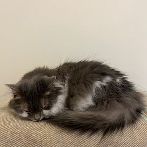 Meet your Posher, Amie